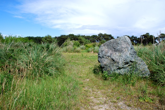 Photo : La lande à cistes