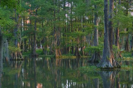 Photo : Lac Cypress dans le campus de Lafayette, louisiane