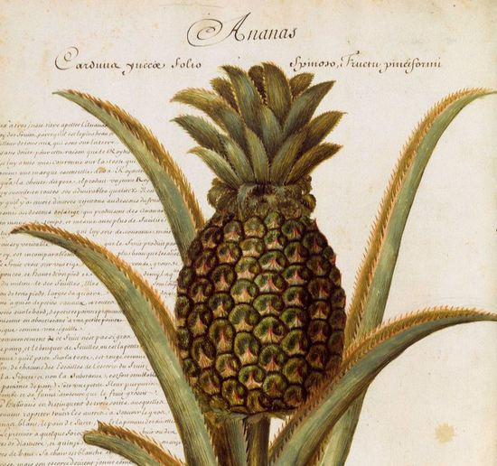 Iconographie : Charles Plumier, L'ananas, plantes de la Martinique et de la Guadeloupe..., 1688
