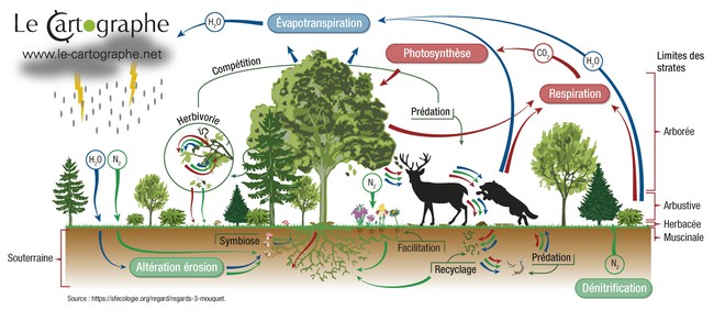 Infographie : L'écosystème de la forêt