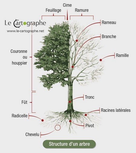 Infographie : Structure d'un arbre
