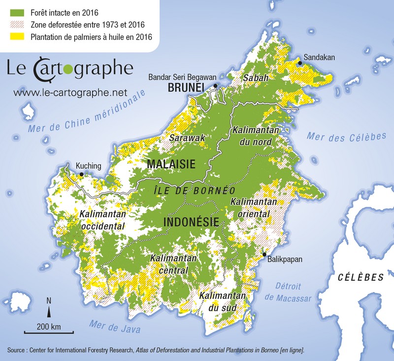 Déforestation et essor de l'huile de palme à Bornéo